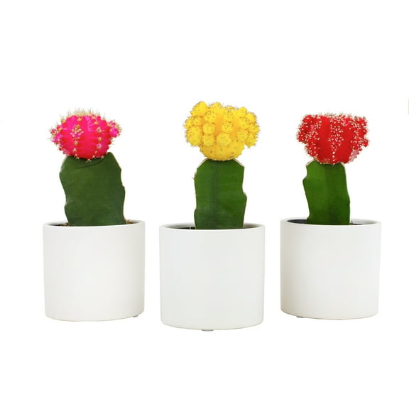 Altman Plants 2.5" Multi-color Cactus Live Plants (3 Pack) with White Pots