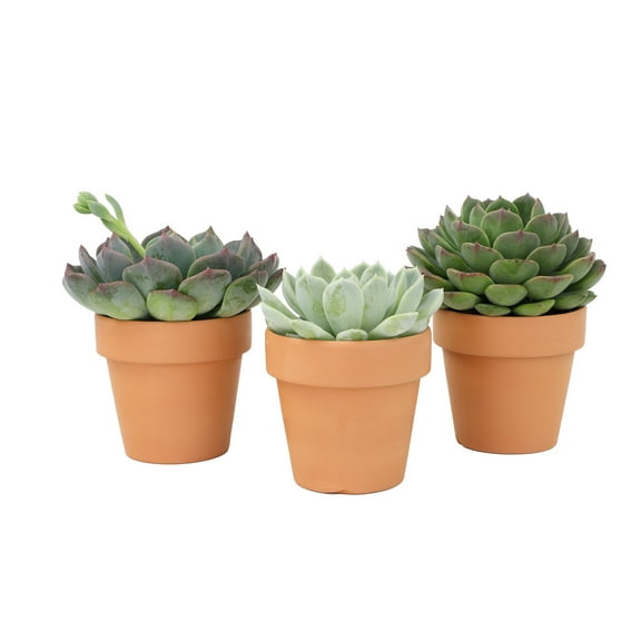 Altman Plants 2.5in Assorted Echeveria Succulent in Terra Cotta Pot - 3 Pack