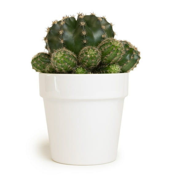 Altman Plants 3.5" Assorted Cactus with White Ceramic Pot