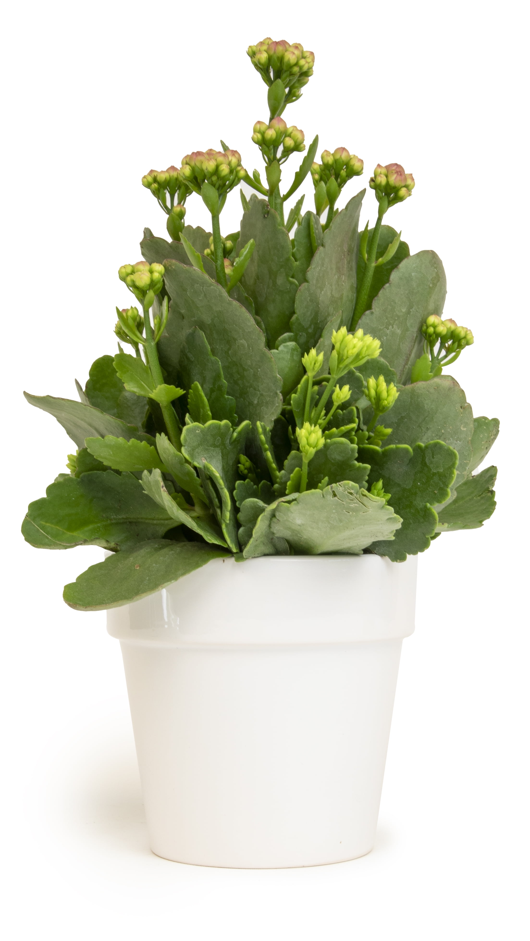 Altman Plants 3.5" Assorted Kalanchoe in White Ceramic Pot