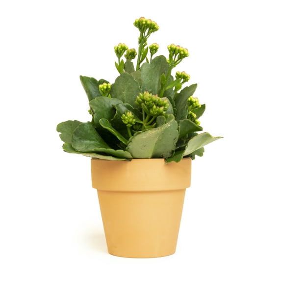 Altman Plants 3.5" Flowering Kalanchoe Live Plant with Clay Pot