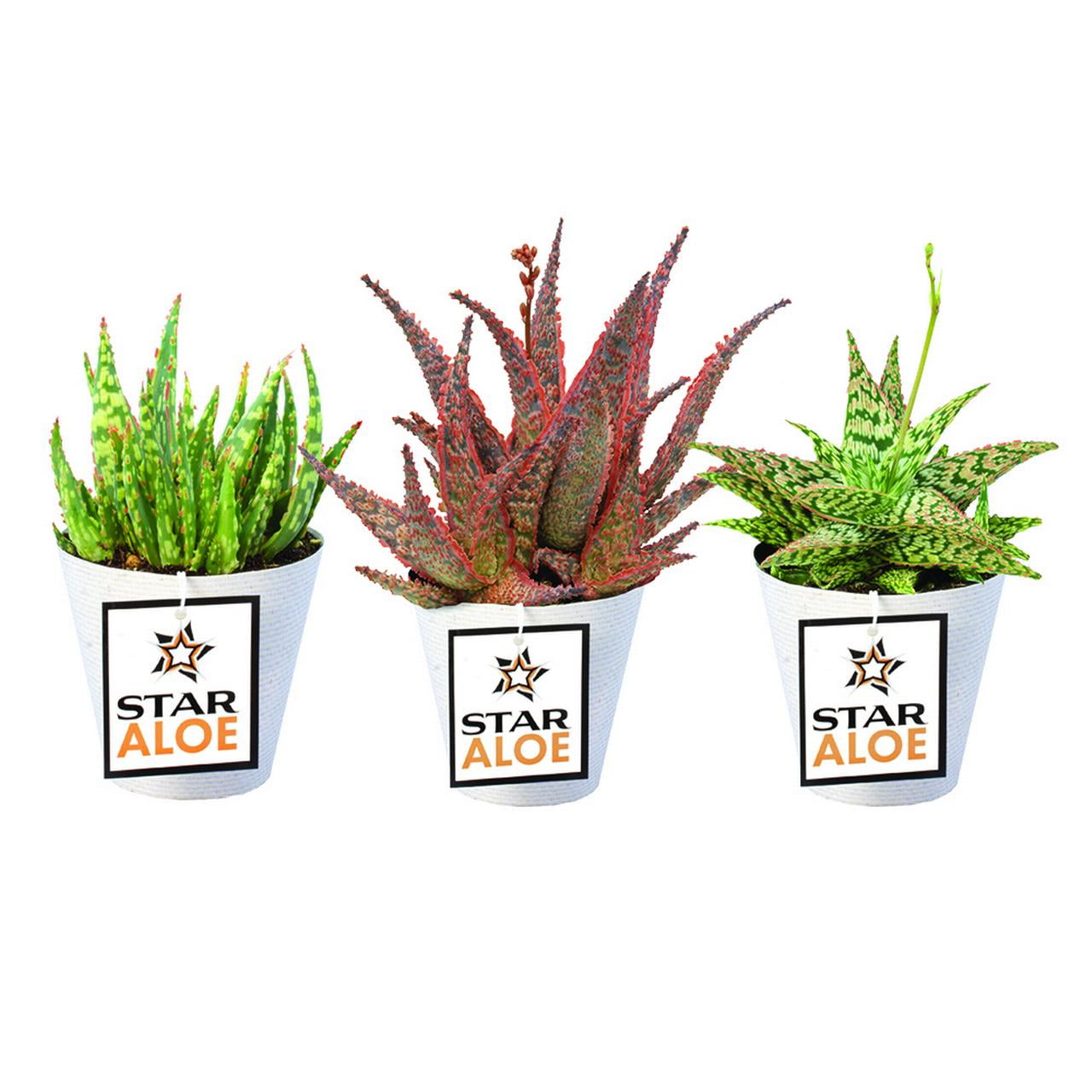 Vibrant Star Aloe Trio - 8" Multicolor Succulent Variety Pack