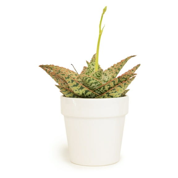 Altman Plants 3.5" Star Aloe in White Ceramic Pot