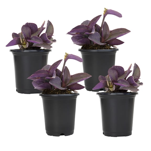 Altman Plants 4" Purple Setcreasea Queen Tradescantia Pallida Live Plants (4 Pack)