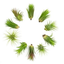 Altman Plants 4" Tillandsia Live Air Plants (10 Pack)