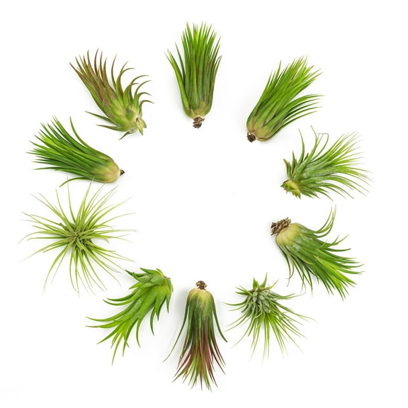 Altman Plants 4" Tillandsia Live Air Plants (10 Pack)