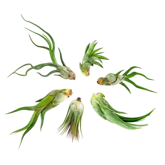 Altman Plants 4" Tillandsia Live Air Plants (6 Pack)