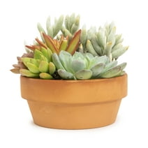 Altman Plants 6" Succulent Garden Live Plant with Clay Pot
