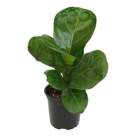 Altman Plants 9" Dark Green Ficus Lyrata Live Plants in 4" Planter Pots