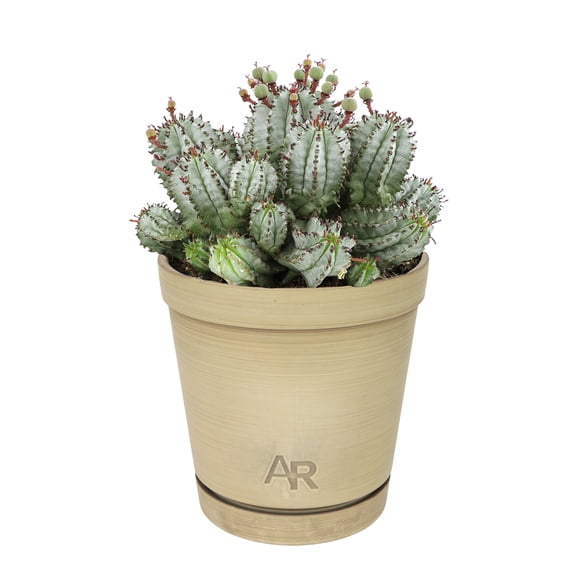 Altman Plants African Milk Barrel, Rare Euphorbia Cactus | 6in Dcor Pot, Filtered Sun, Exotic Plant