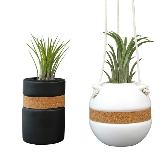Altman Plants Air Plant Gift (2-pack) Black & White Pots, Easy Pet-Safe House Plant Dcor