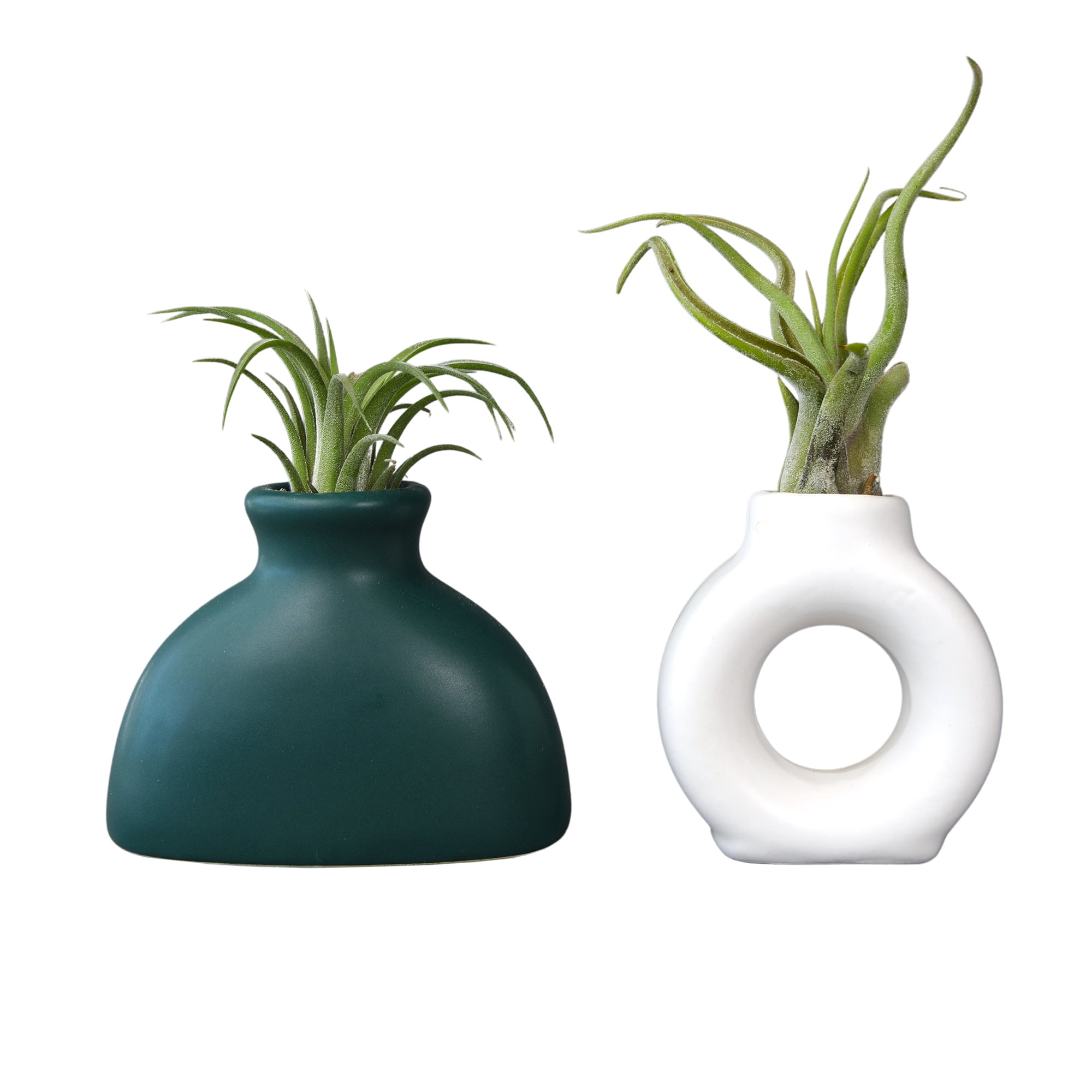 Altman Plants Air Plant Gift (2-pack) White & Green Pots, Easy Pet-Safe House Plant Décor