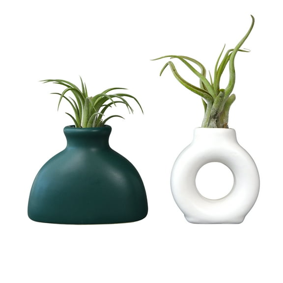 Altman Plants Air Plant Gift (2-pack) White & Green Pots, Easy Pet-Safe House Plant Dcor