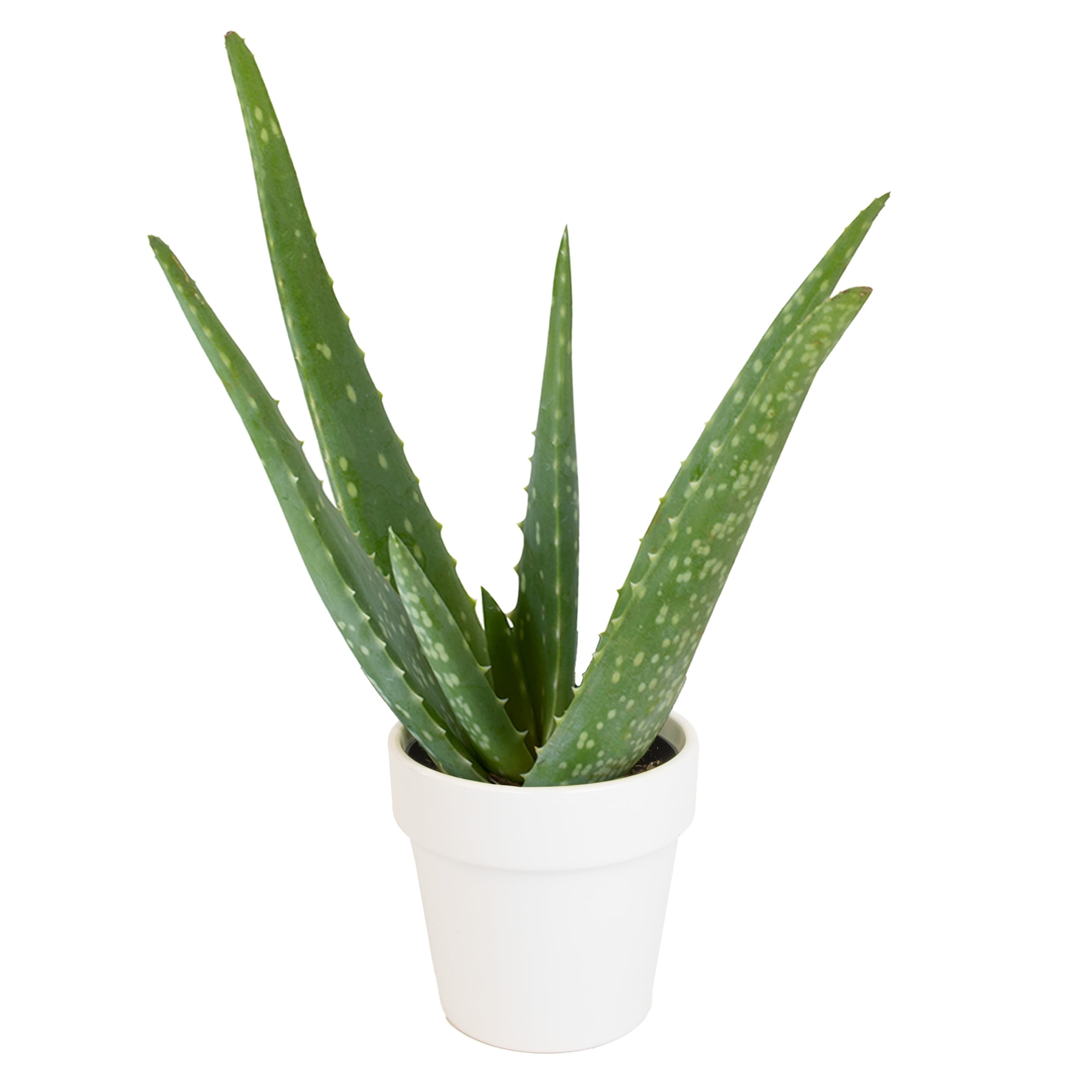 Altman Plants 11 inch Live Aloe Vera Decor in 4 inch White Pot, Easy Care Succulent Gift