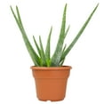 thumbnail image 1 of Altman Plants 15" Live Aloe Vera Plant in 6" Decor Planter, Easy Care Real Succulent Gift, 1 of 9