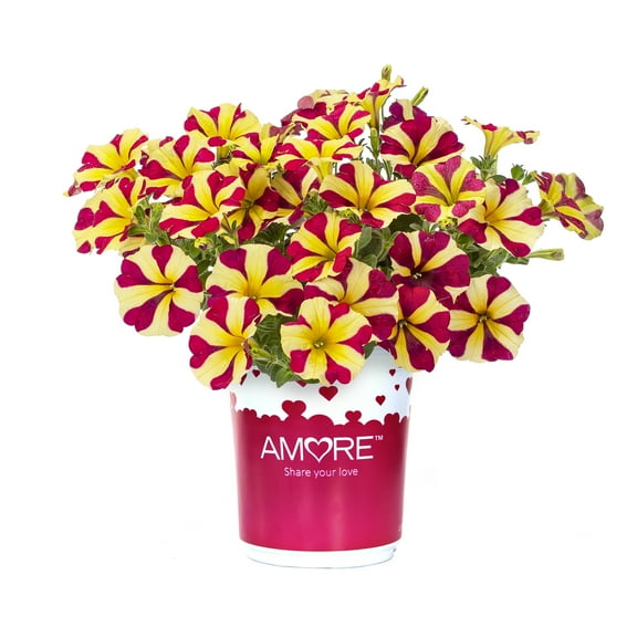 Altman Plants Amore Queen of Hearts Petunia, 2.5 Qt. Pot, Full Sun, Flowering Live Plants
