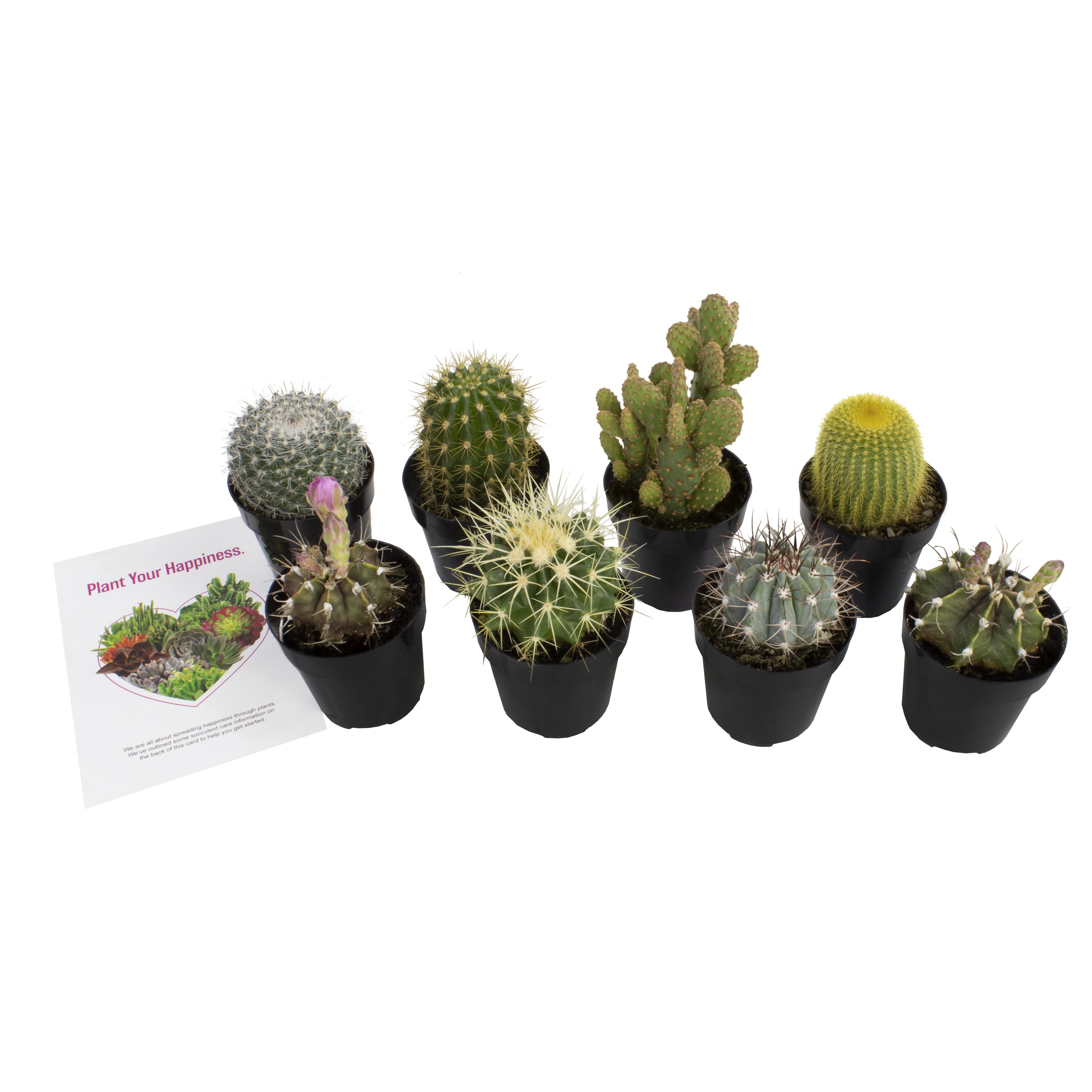 Assorted Cactus and Succulent 8-Pack in Black Pots