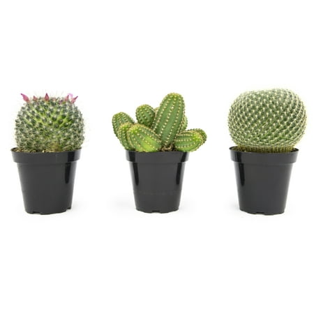 Altman Plants Assorted Live Cactus Collection large real cacti for planters or gifts, 3.5 Inch,3 Pack