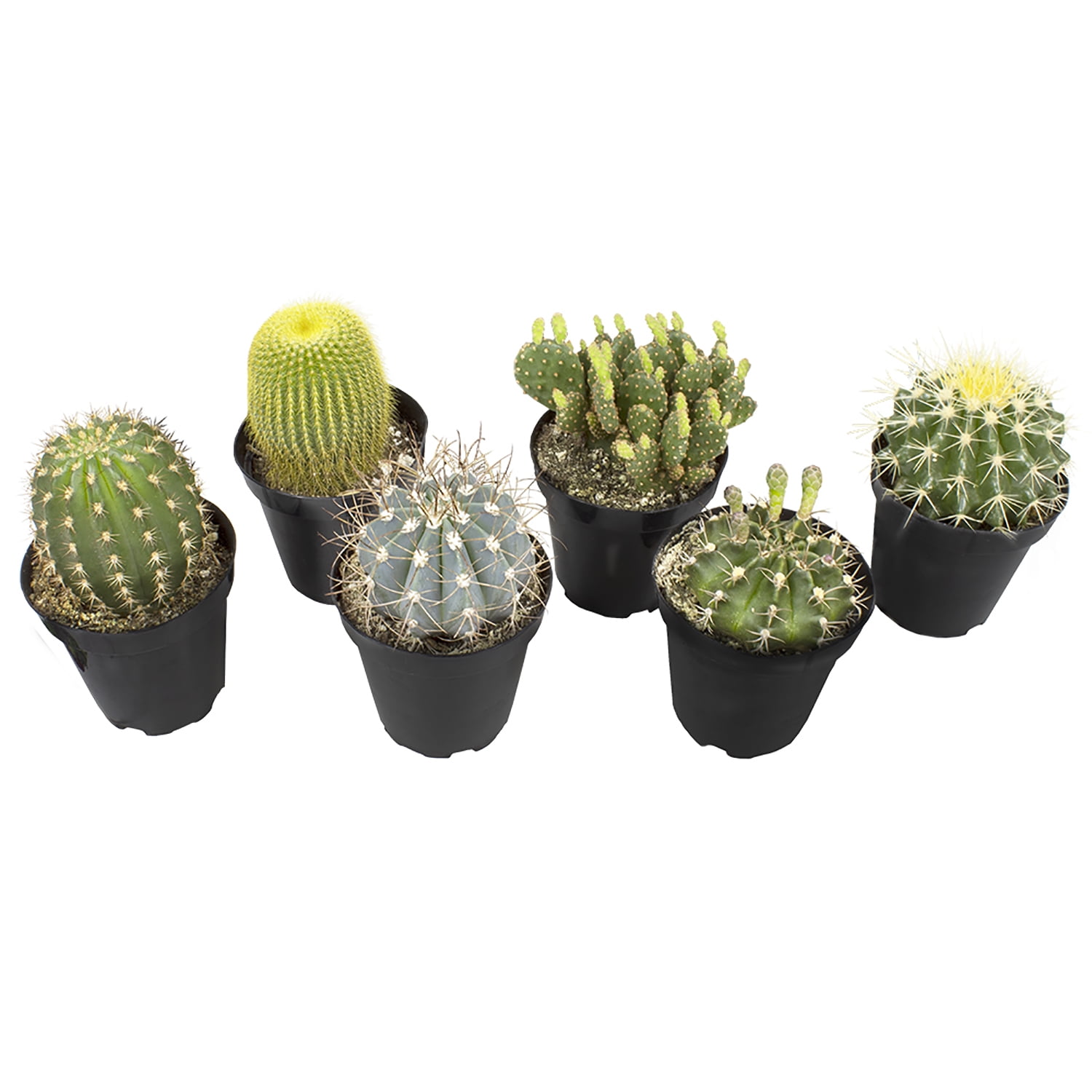 Assorted Indoor Cactus Succulent Variety Pack in Black Plastic Pots