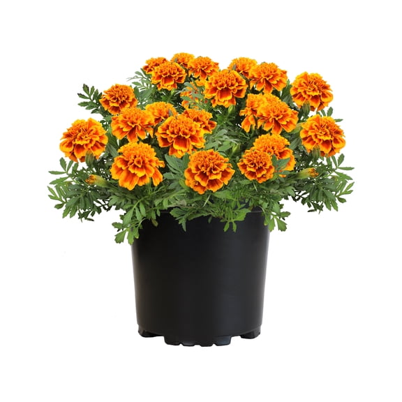 Altman Plants Assorted Orange - Red French Marigold Flowers, 1 Gal Pot, Full Sun, Live Plants