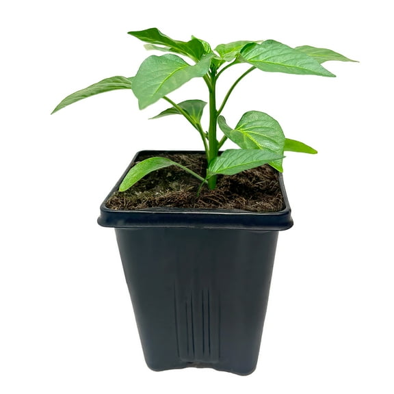 Altman Plants Better Belle IV Pepper Vegetables, Full Sun, 4in. Grow Pot Garden Plants, 3 Count