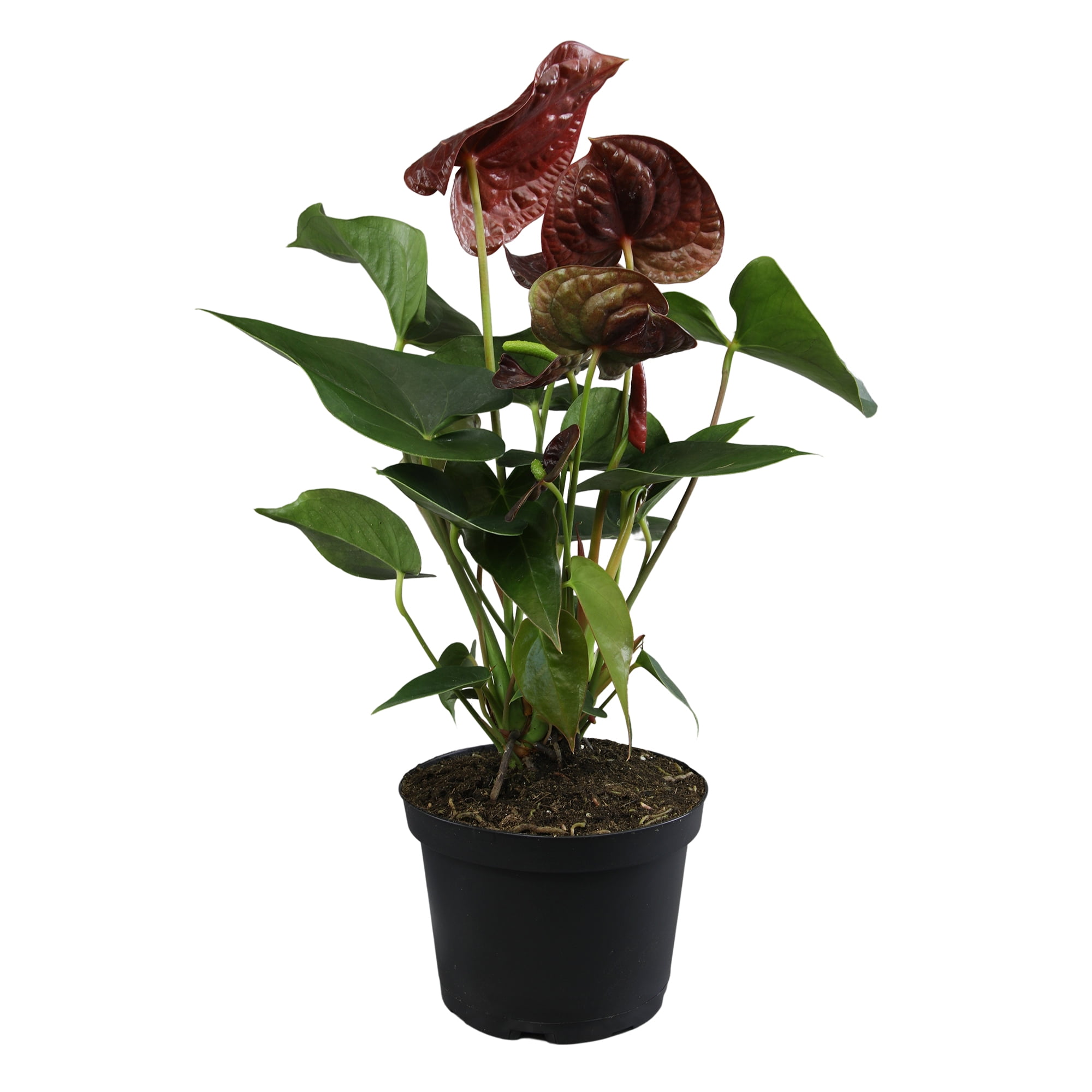 Chocolate Flamingo Anthurium in Black Grower Pot, 24" Tall