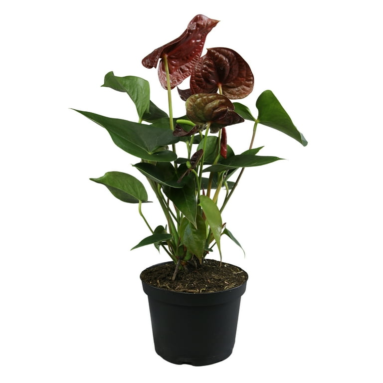 Altman Plants Black Chocolate Anthurium, 14-18