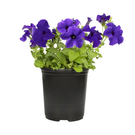 Altman Plants Blue-Purple Petunia Flowers, 2.5 Qt. Pot, Direct Sunlight, Flowering Live Plants