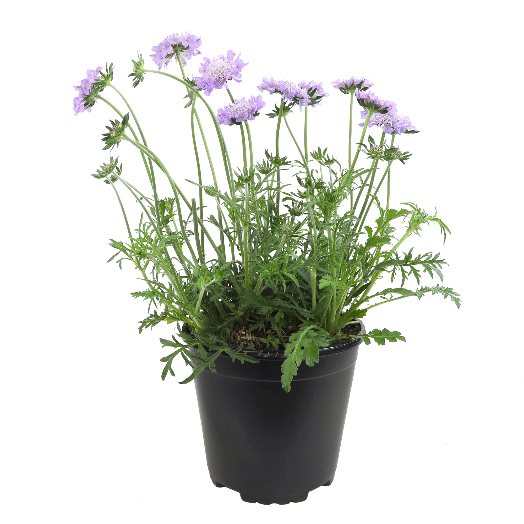 Butterfly Blue Scabiosa Flower in Black Container
