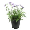 thumbnail image 1 of Altman Plants Blue Scabiosa Butterfly Plant, Garden Flower, 1 gal. Pot, Live Plants, Full - Part Sun, 1 of 7