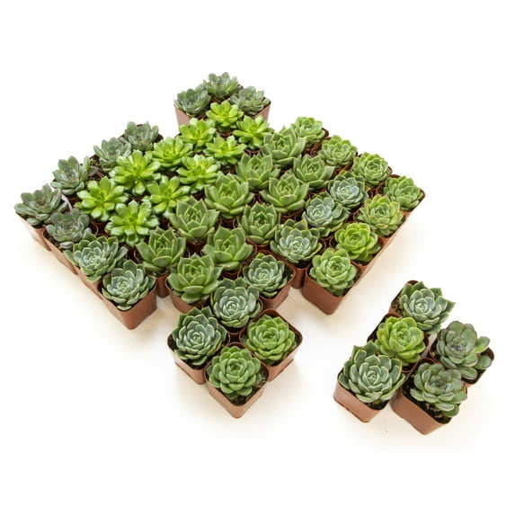Altman Plants Bulk Succulent Plants 50-Pack - Live Succulents - DIY Decor - Full Sun - 2 in Pots