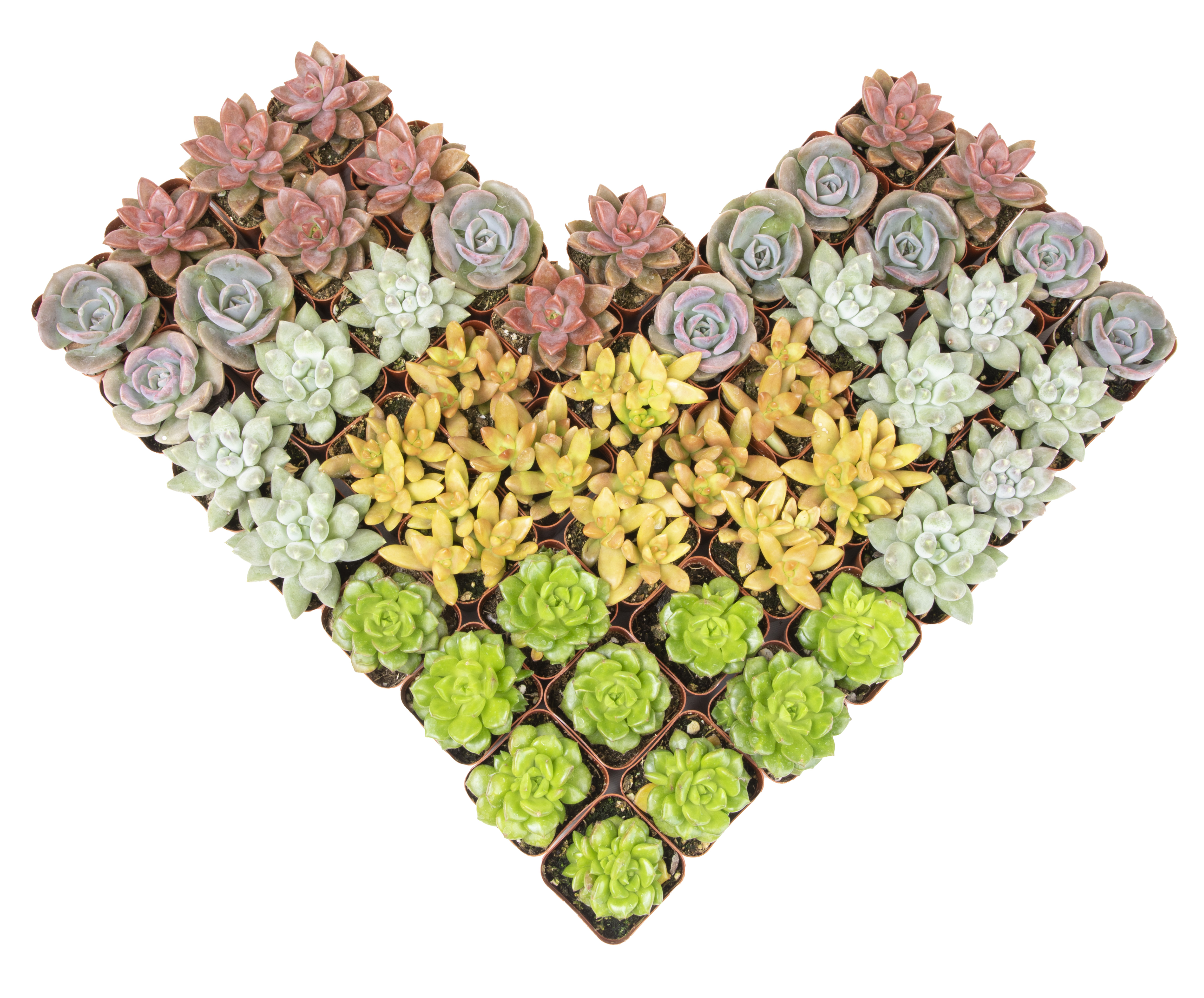 Tovaglioli Succulent Love – 20 Pezzi 33x33 Cm – Carta 3 Piega Con Fantasia Di Piante Grasse