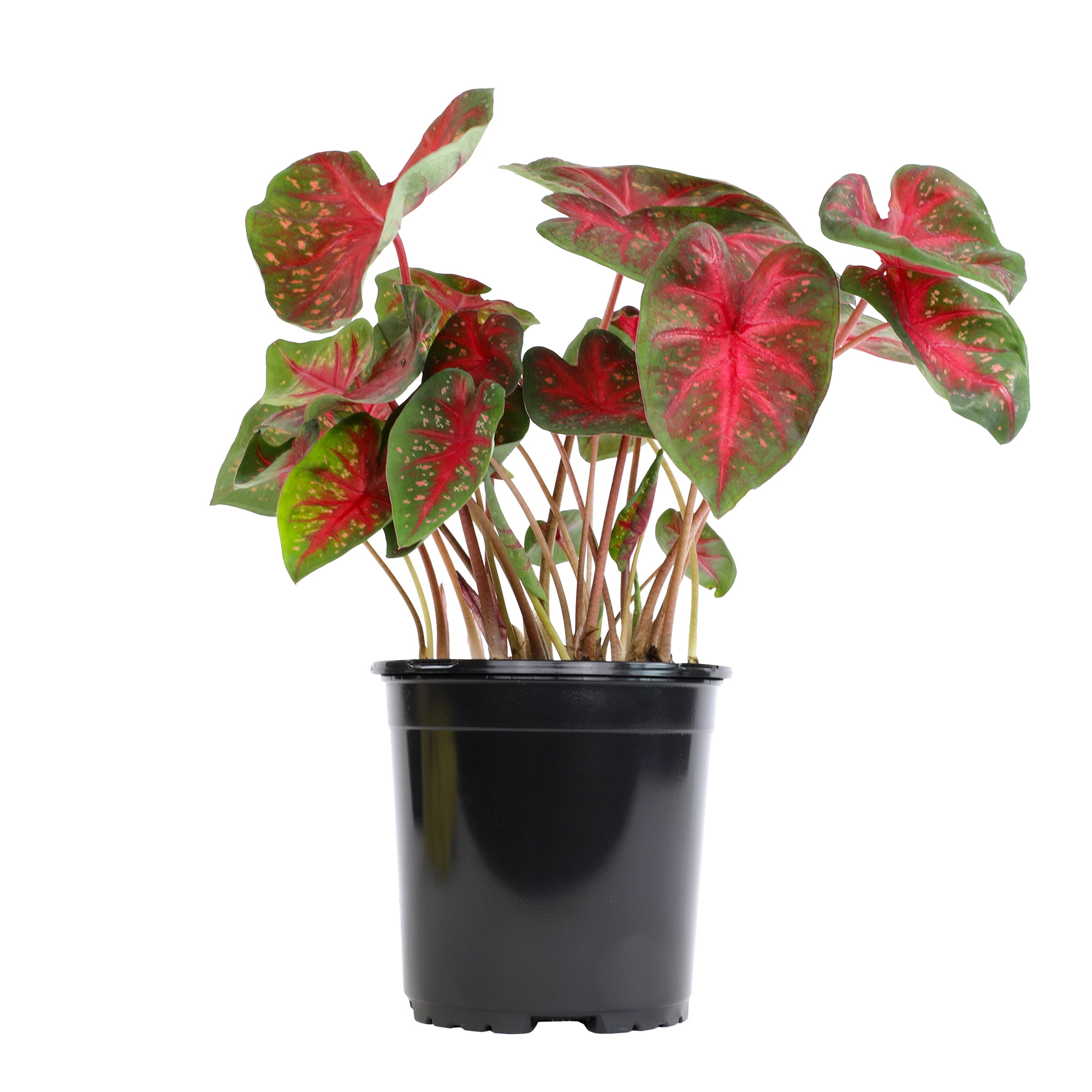 Red Leaf Plants