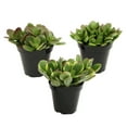 Altman Plants Classic Jade Succulents (3pack), Easy House Plants in 3.