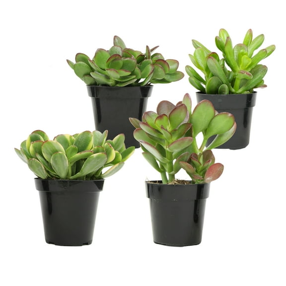 Altman Plants Classic Jade Succulents (4-pack), Easy House Plants in 2.5 in. Grower Pots