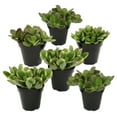 Altman Plants Classic Jade Succulents (6pack), Easy House Plants in 3.