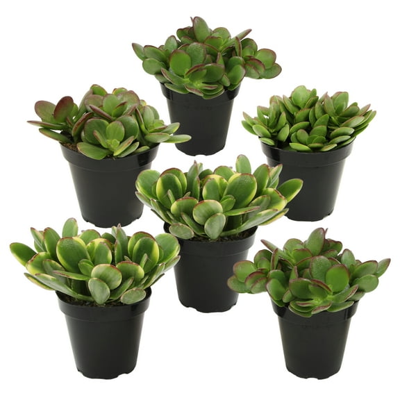 Altman Plants Classic Jade Succulents (6-pack), Easy House Plants in 3.5 in. Grower Pots