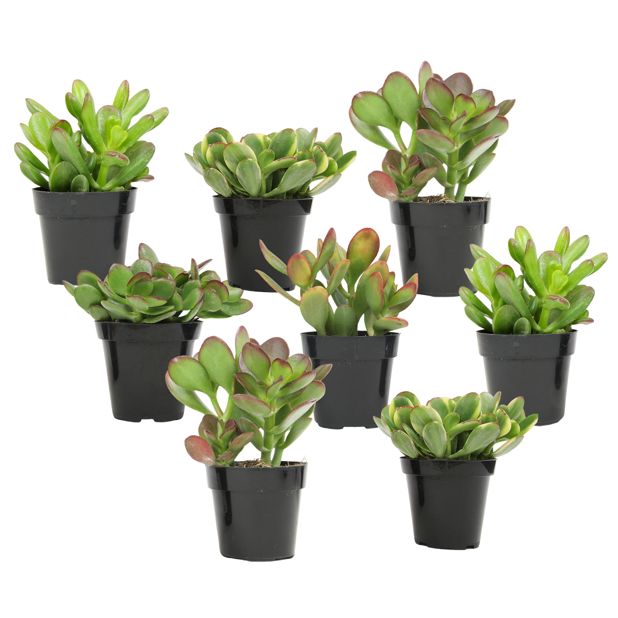 Classic Jade Succulent Collection in Black 2.5 Inch Pots (8-Pack)