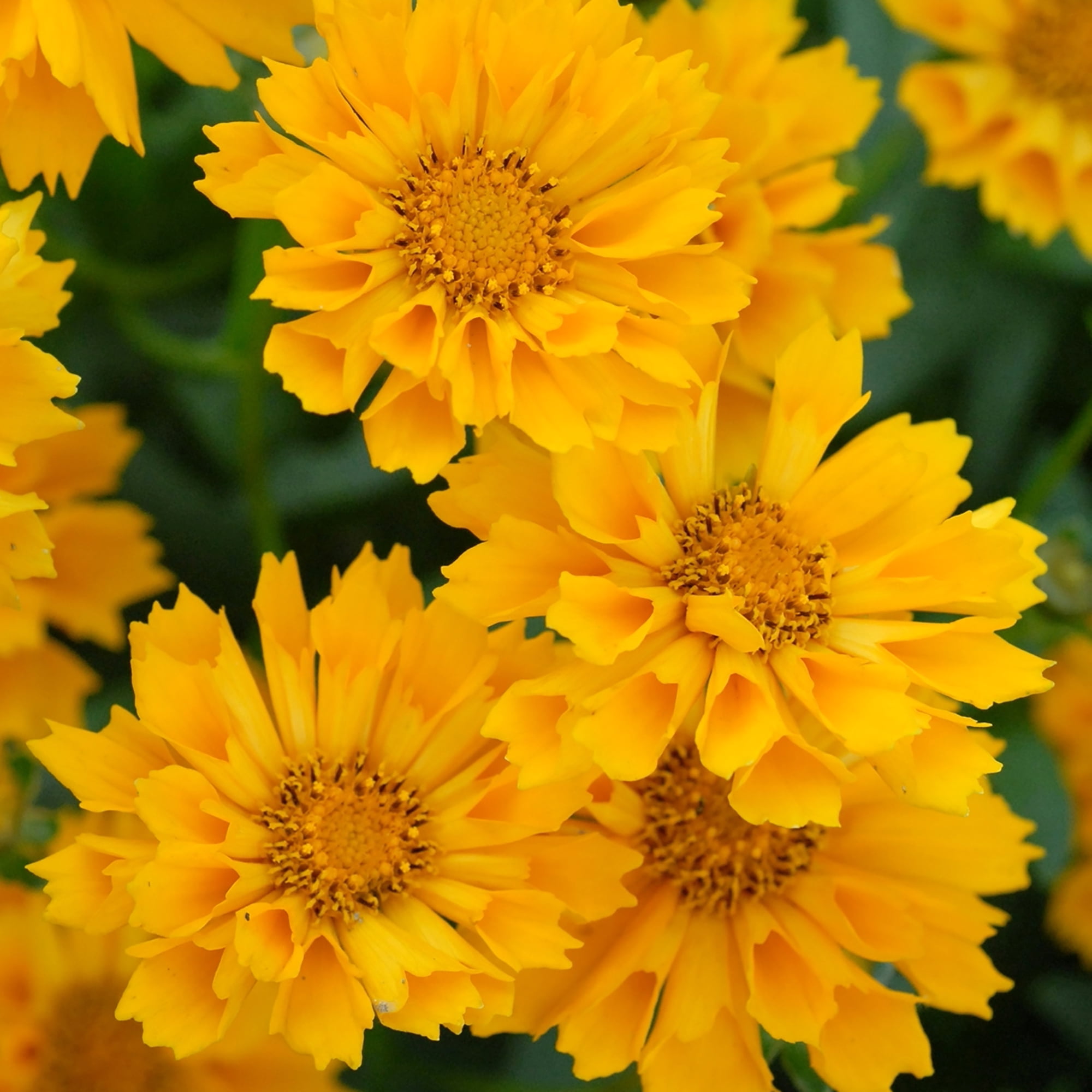 Altman Plants Coreopsis Yellow Jethro Tul, 2.5 Qt. Pot, Full Sun, Flowering Live Plants