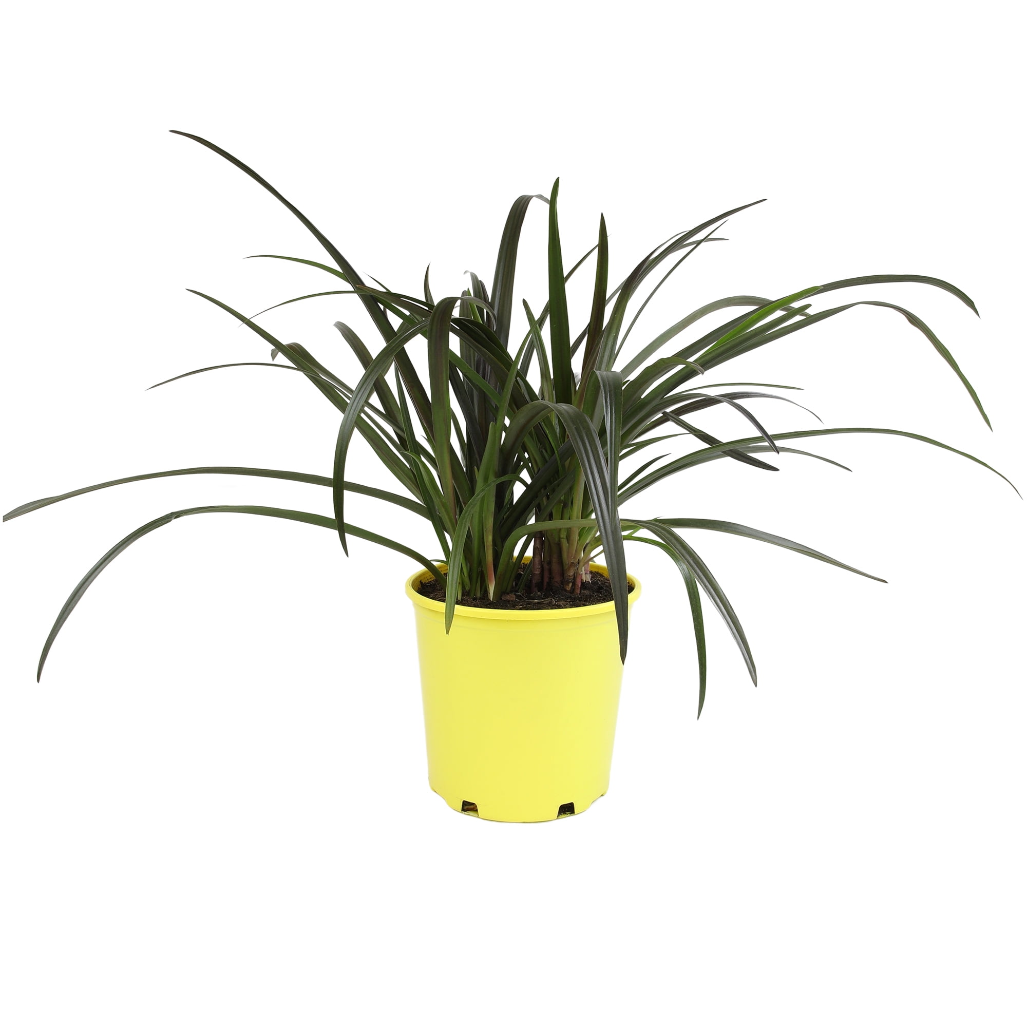 Altman Plants Crinum 'Menehune' | Red Bog Lily | Perennial & Houseplant | 4qt. Grow Pot; Full Sun