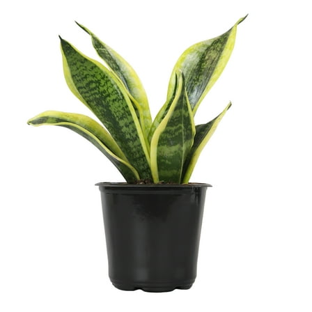 Altman Plants Easy Live Snake Plant, Sansevieria Superba; 4.25 in Grower Pot; Partial Sun