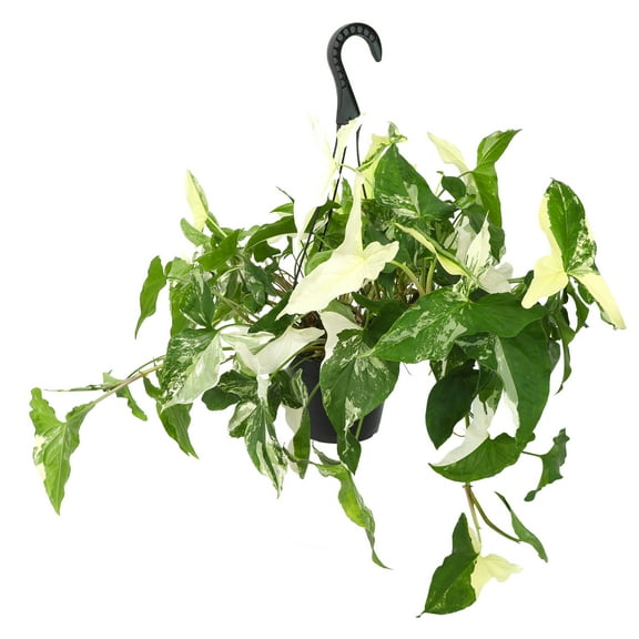 Altman Plants French White Syngonium, Arrowhead Live Plant, 6" Hanging Basket, Easy Care, Part Sun