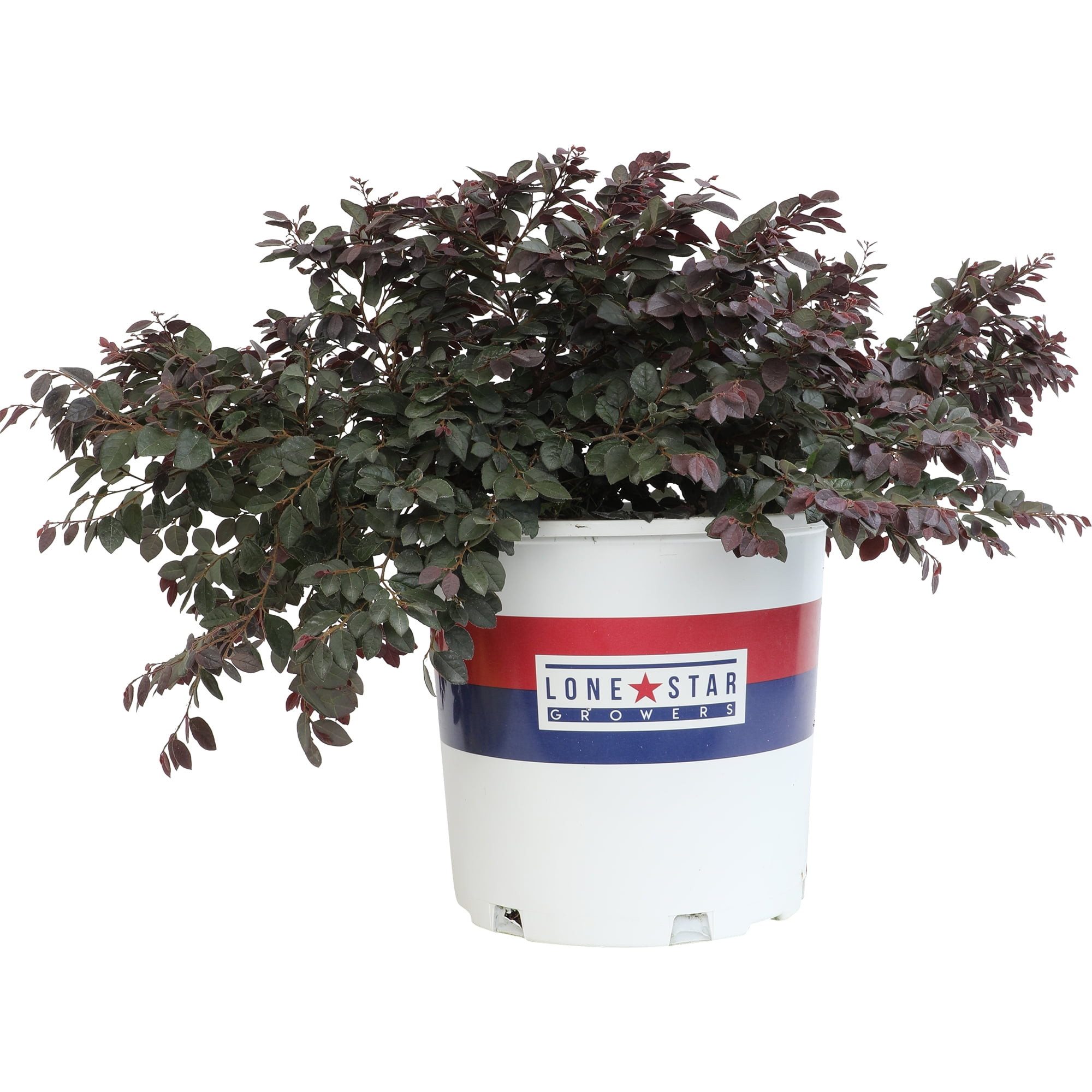 Altman Plants Fringe Flower (Loropetalum) | 1 gal. Grow Pot; Full to Partial Sun | Perennial Plant