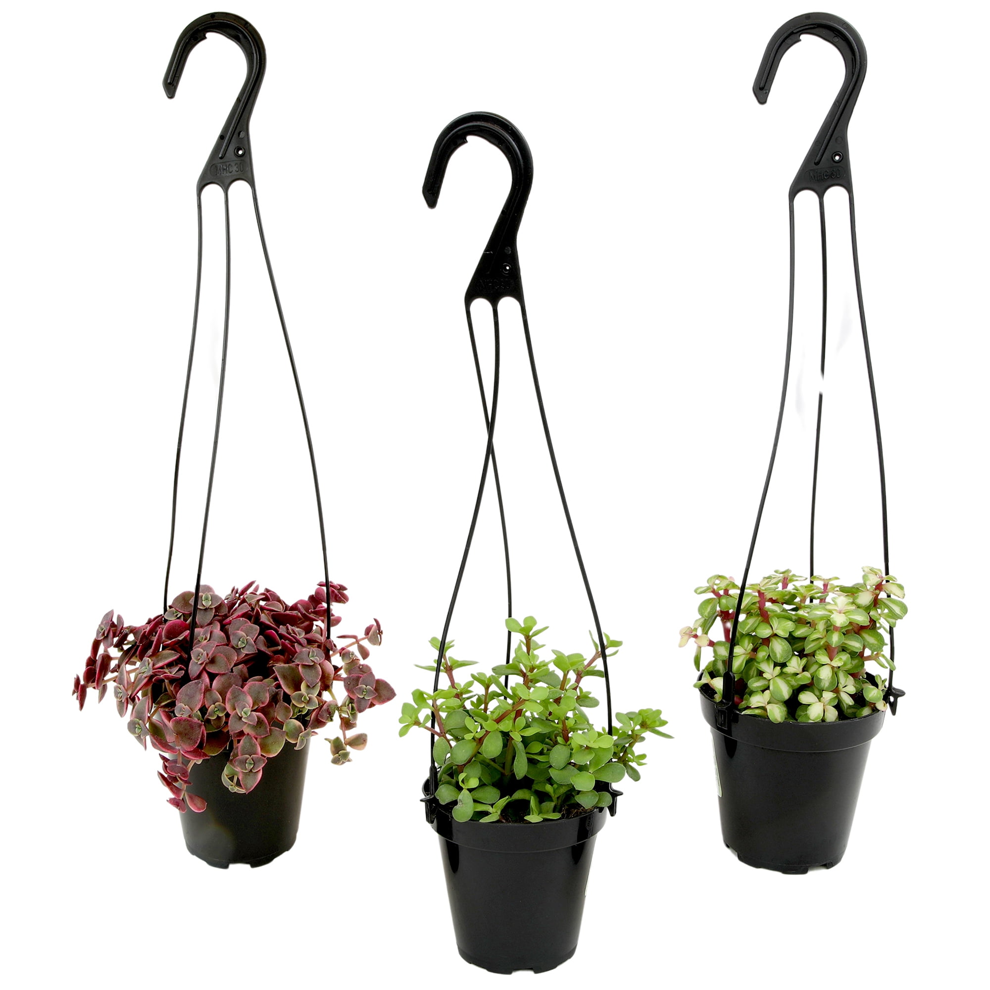 Assorted Hanging Succulent Plants in Black 3.5 Inch Pots