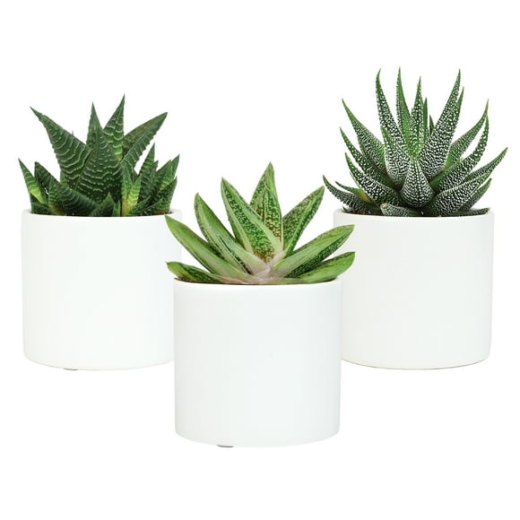 Altman Plants LoLite Haworthia & Gasteria Low Light Succulents in 3" Decor Pots (3 Count)