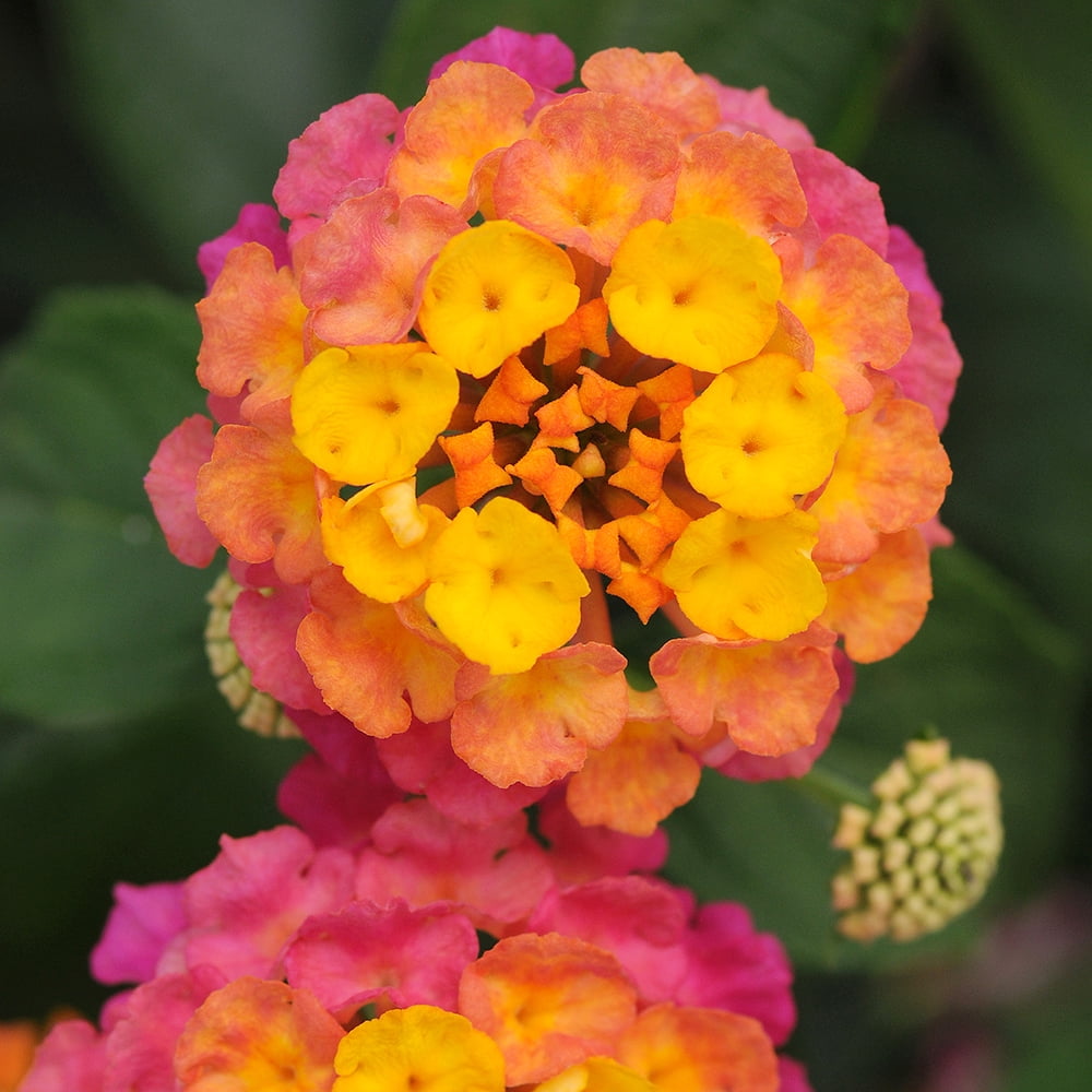 Altman Plants Irene Lantana Plants 4-Pack, 1 Qt. Pots, Full Sun, Outdoor Flowering Plants
