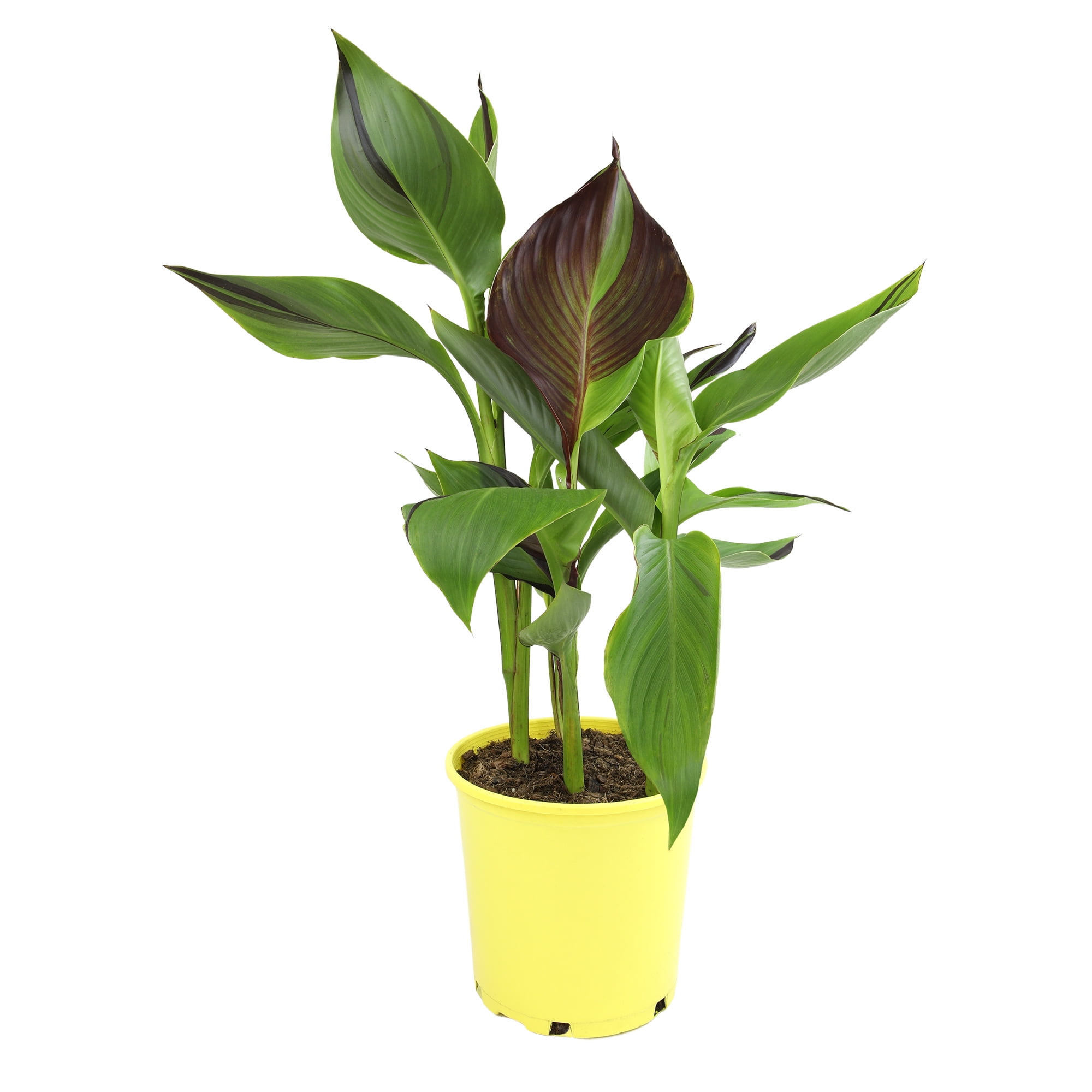 Altman Plants Kaleidoscope Canna Lily | 4qt. Grow Pot; Full Sun | Flowering Perennial, Outdoor Plant