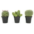 thumbnail image 1 of Altman Plants Large Cactus Plants 3-Pack; 3.5 Inch Grower Pots, Full Sun; Easy Plant Care, 1 of 10