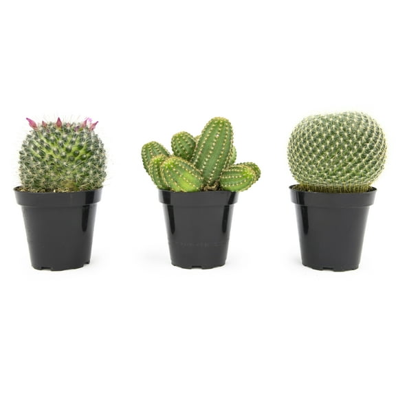 Altman Plants Large Cactus Plants 3-Pack; 3.5 Inch Grower Pots, Full Sun; Easy Plant Care