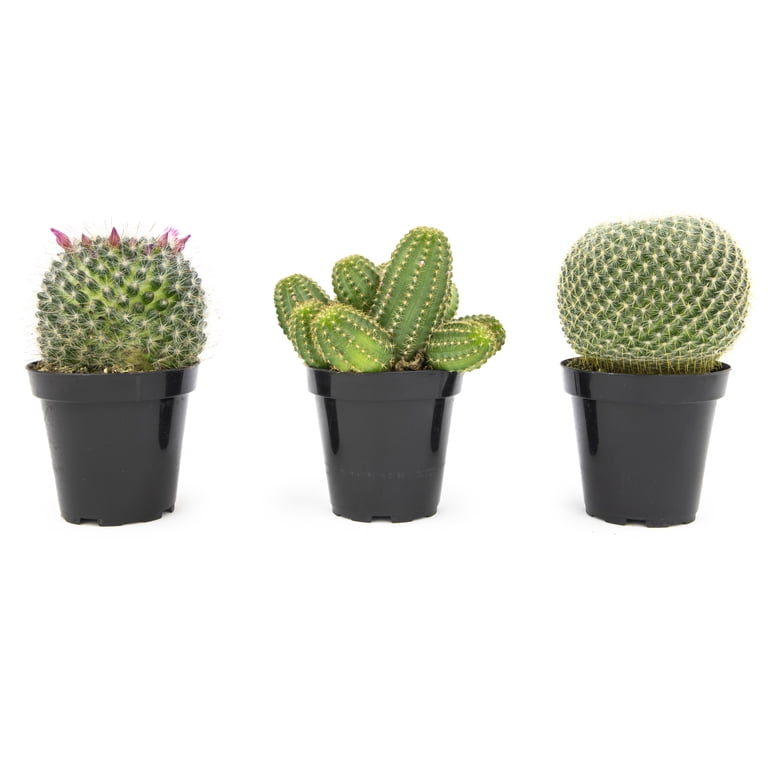 Altman Plants large Cactus Plants 3-Pack; 3.5 Inch Grower Pots, Full Sun; Easy Plant Care